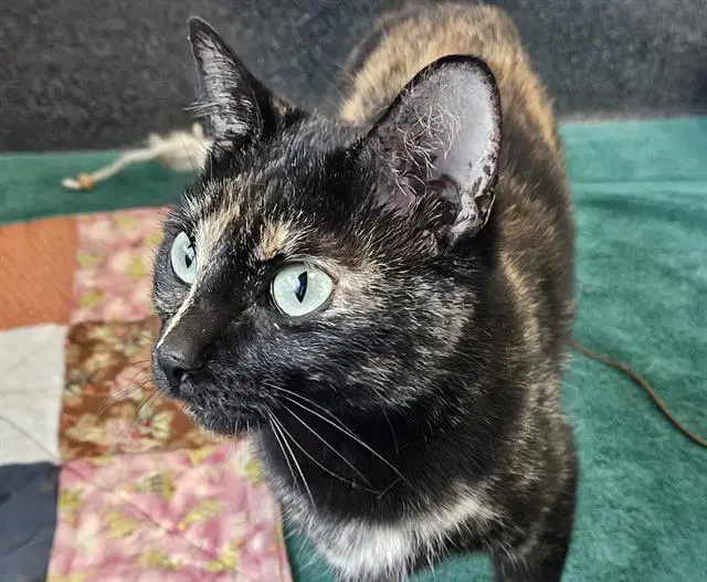 Miss Priss - Domestic Short Hair