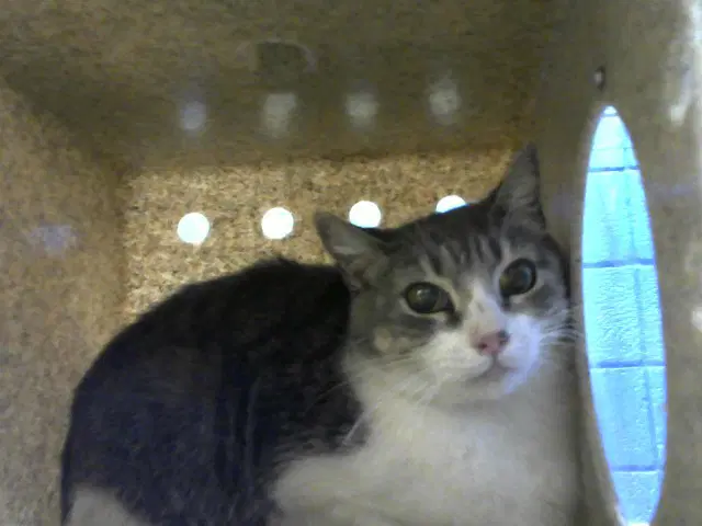 Diva - Domestic Short Hair