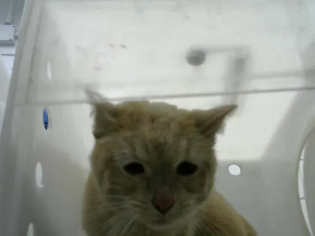 Chomp - Domestic Short Hair