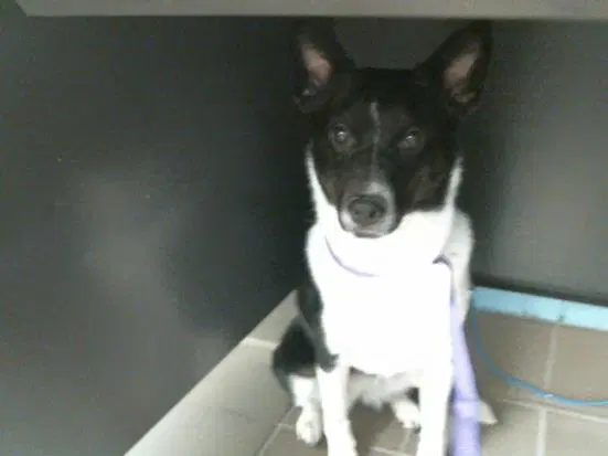 Cassie image 1