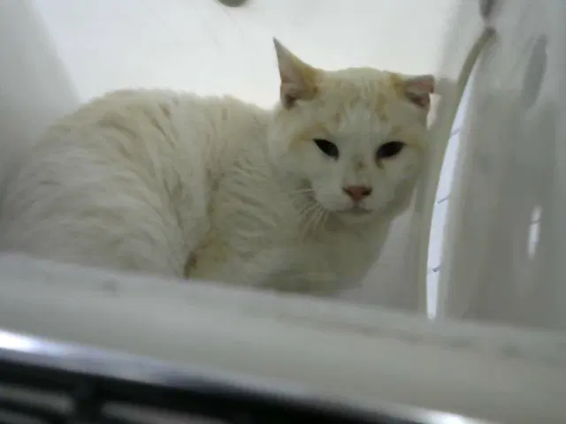 Sunny - Domestic Short Hair