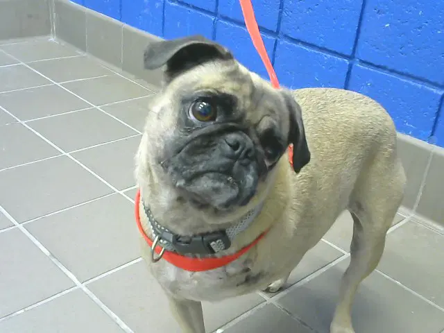 Pickles - Pug