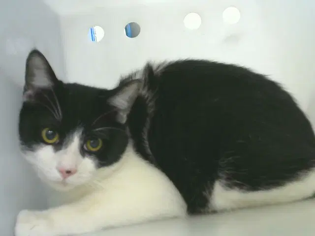 Mary Jane - Domestic Short Hair
