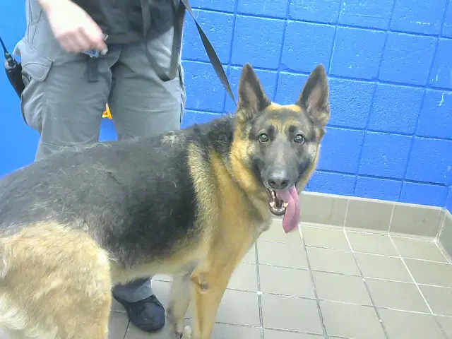Cyrus - German Shepherd Dog