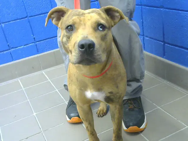 Roxie - American Pit Bull Terrier