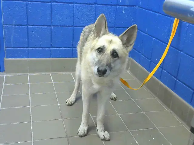 Sierra Renee - German Shepherd Dog