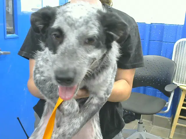 Talia - Queensland Heeler