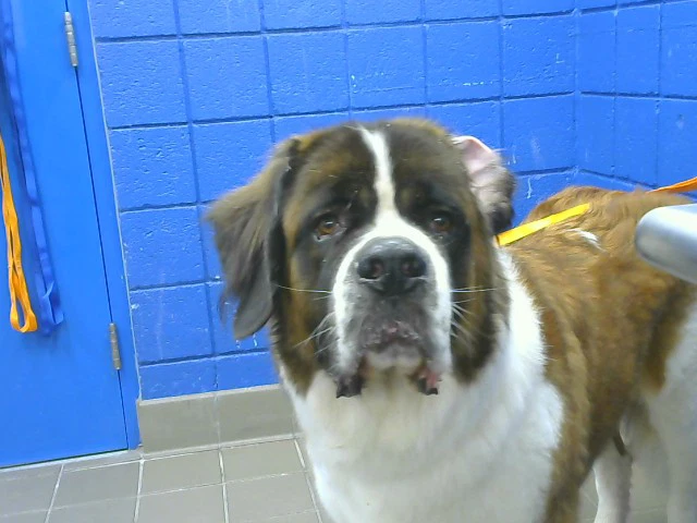 Tyson