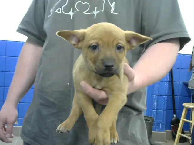 Chance - American Pit Bull Terrier
