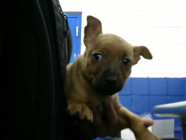 Lucky - American Pit Bull Terrier