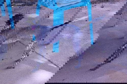 Waldo
