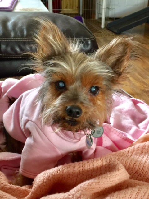 Daisy