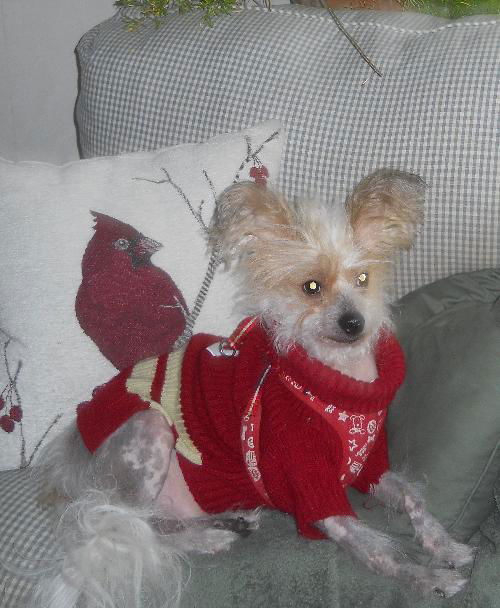 Ziggy