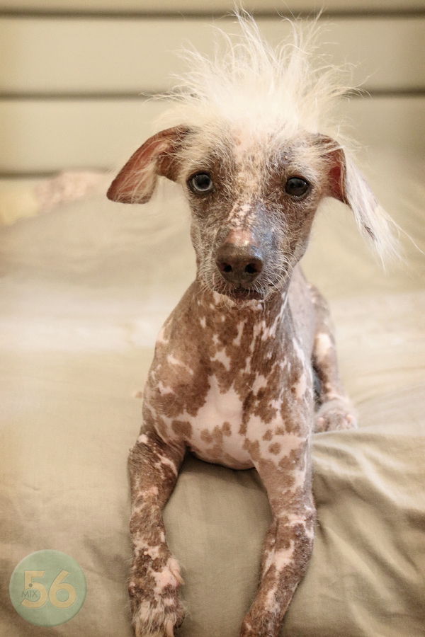 Chinese crested hot sale floppy ears