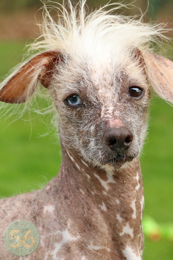 The Hairless Dachshund A Unique and Affectionate Companion