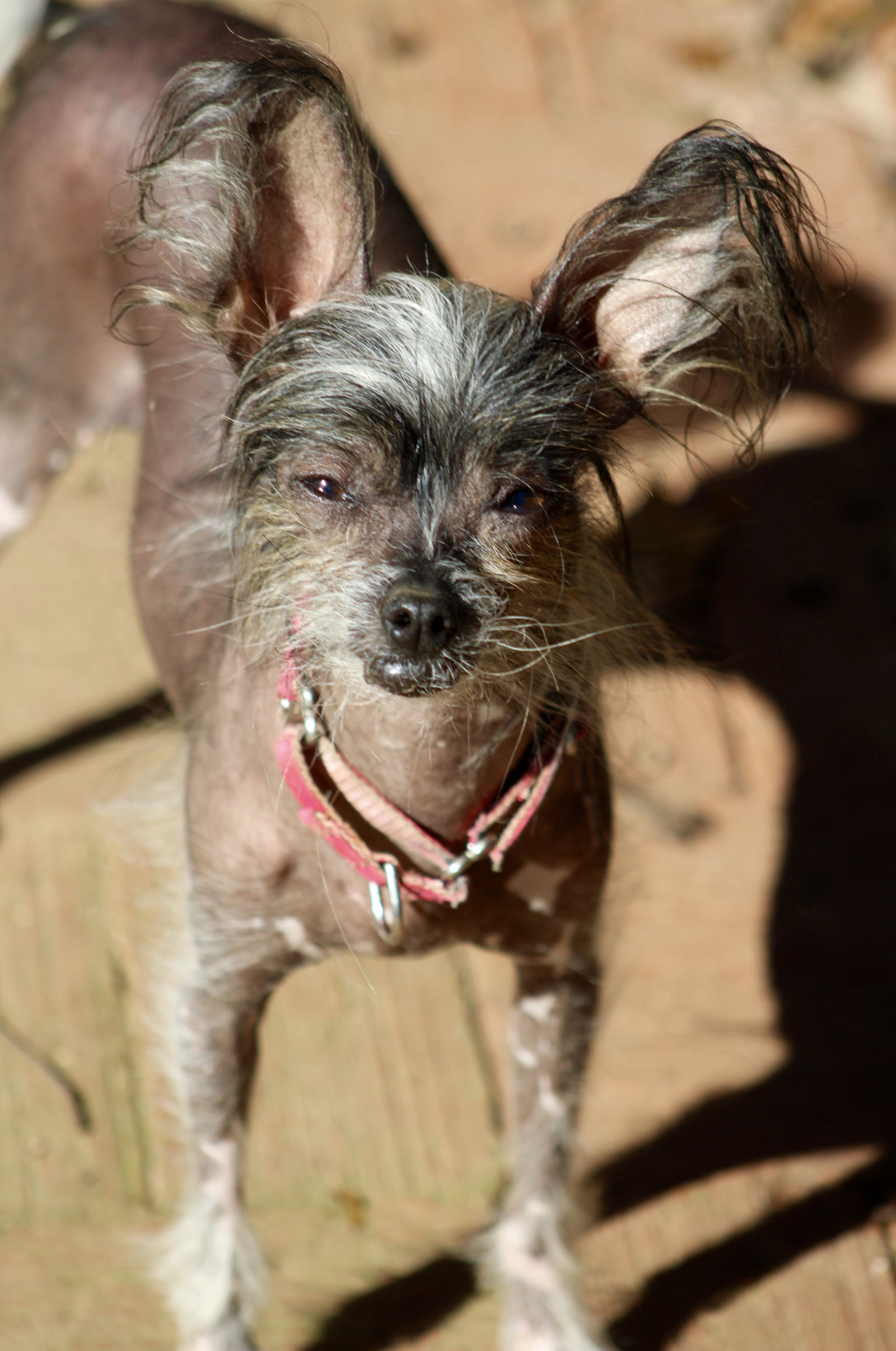 are chinese crested dog aggressive