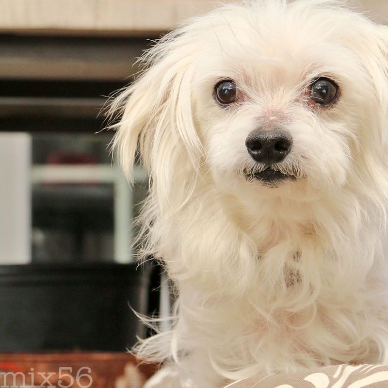 Chinese crested powder puff maltese sale mix