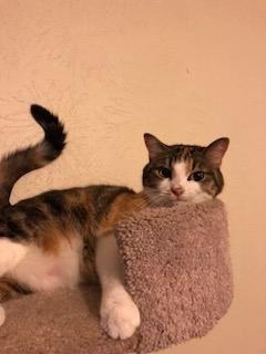 adoptable Cat in Fort Worth, TX named Marilyn
