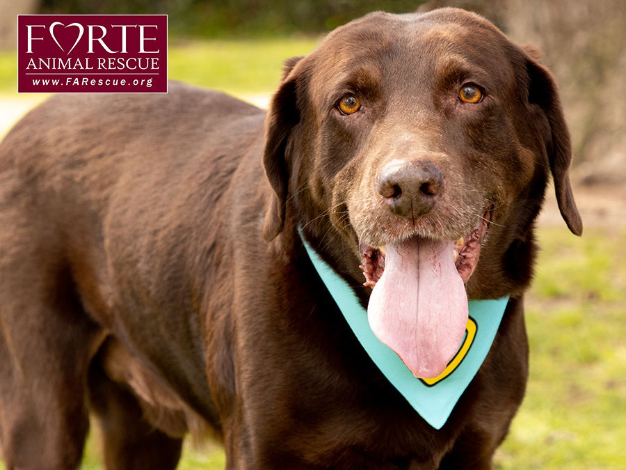 adoptable Dog in Marina Del Rey, CA named Gunner