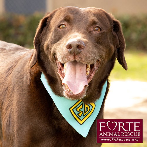 GUNNER - Labrador Retriever available for adoption