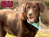 Gunner - Photo 4
