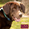 Gunner - Photo 6