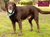 Gunner - Photo 7