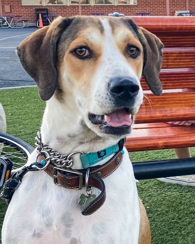 adoptable Dog in Marina Del Rey, CA named Dakota