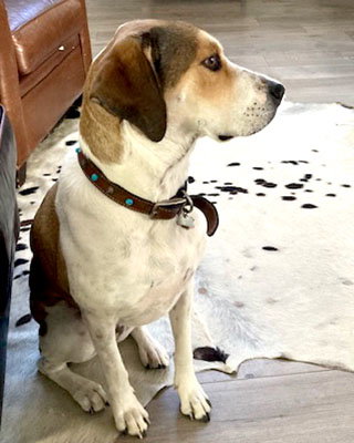 DAKOTA - Harrier available for adoption
