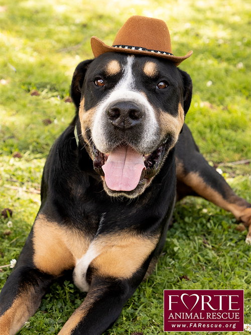 Milton, an adoptable Greater Swiss Mountain Dog in Marina del Rey, CA