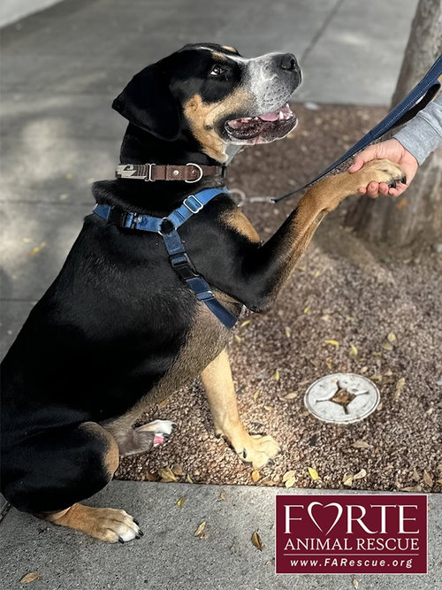 MILTON - Greater Swiss Mountain Dog / Coonhound available for adoption