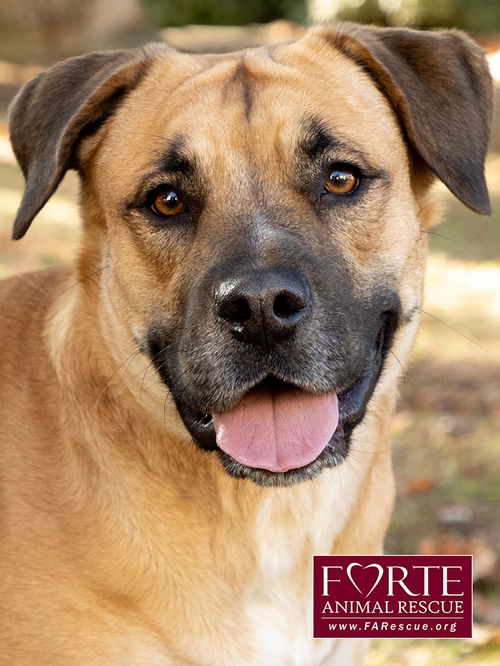 picture of the dog needing adoption
