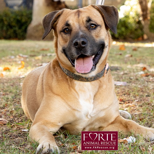 JOSIE - Labrador Retriever / Belgian Shepherd Malinois available for adoption