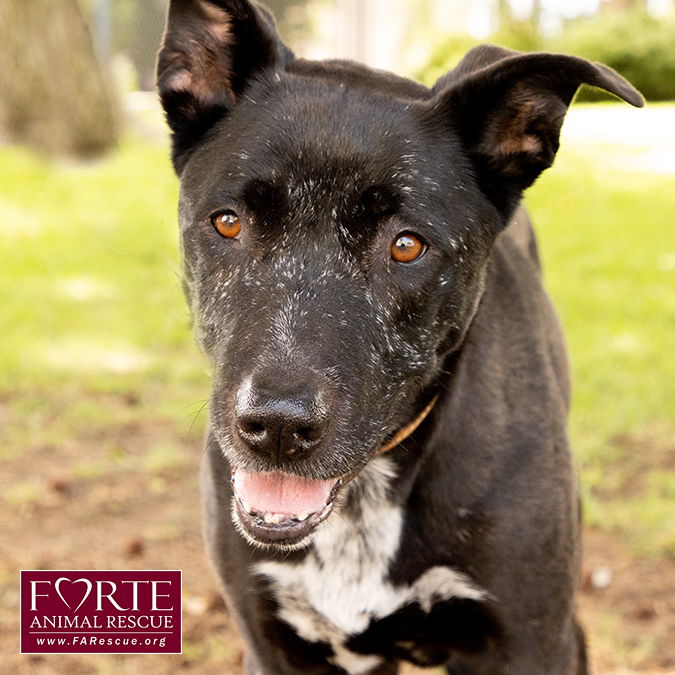 adoptable Dog in Marina Del Rey, CA named Nikko