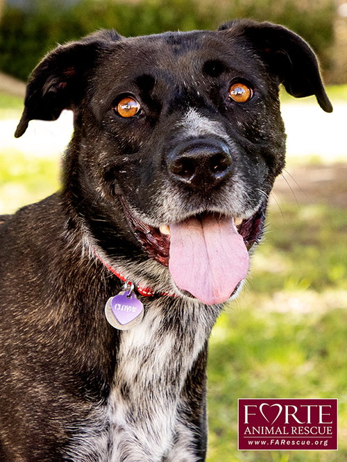 CLOVER - Cattle Dog / Labrador Retriever available for adoption