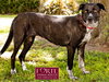 Clover - Photo 5