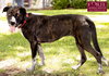 Clover - Photo 8