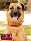 adoptable Dog in  named Lexi