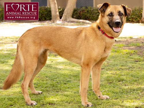 LEXI - Shepherd / Labrador Retriever available for adoption