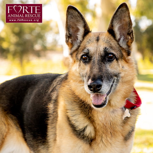 PHOENIX - German Shepherd Dog available for adoption
