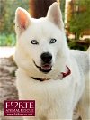 adoptable Dog in del rey, CA named Frankie