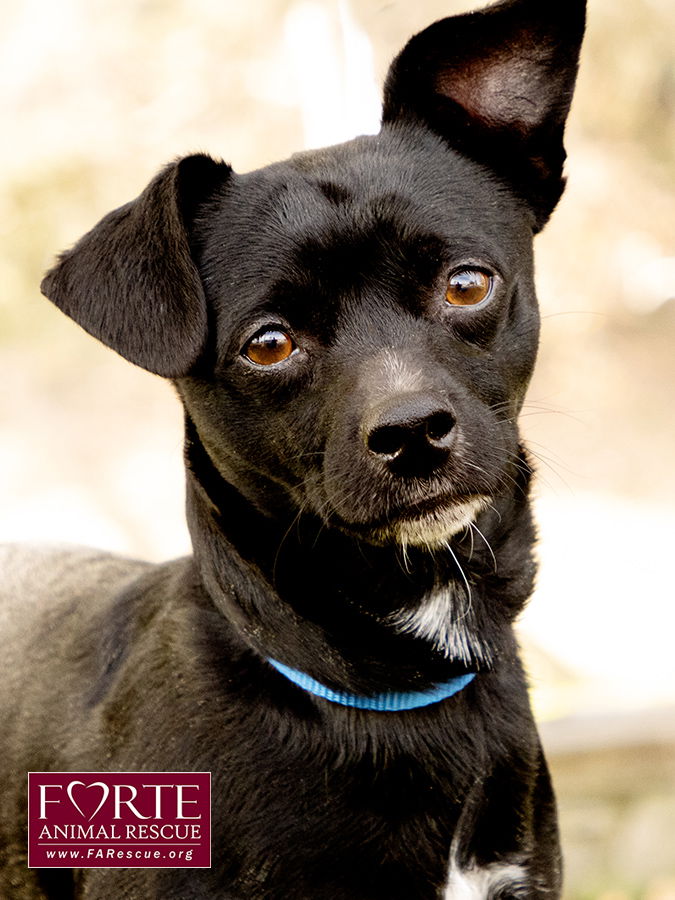 adoptable Dog in Marina Del Rey, CA named Nijo