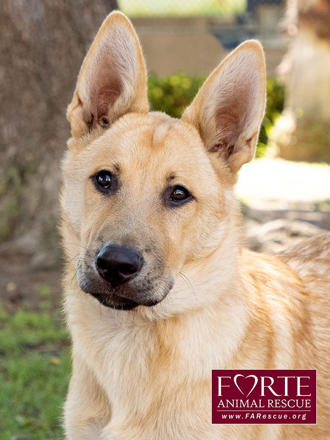 adoptable Dog in Marina Del Rey, CA named Lenny