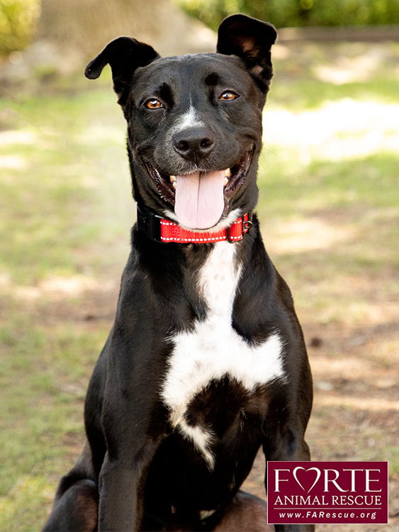 adoptable Dog in Marina Del Rey, CA named Sasha