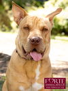 adoptable Dog in  named Amber