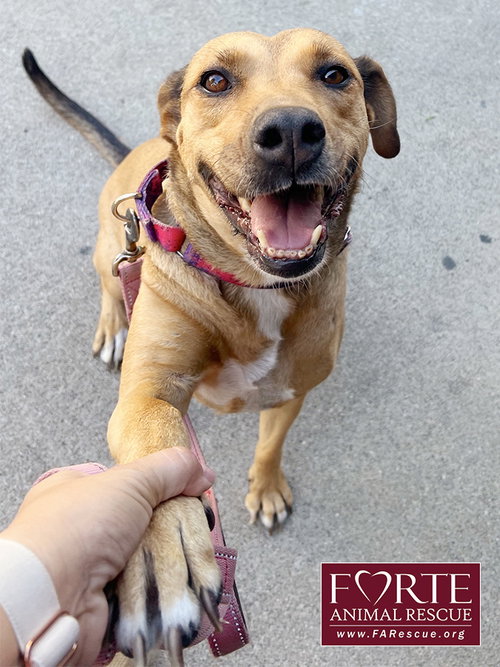 CHUMI - Rhodesian Ridgeback / German Shepherd Dog available for adoption