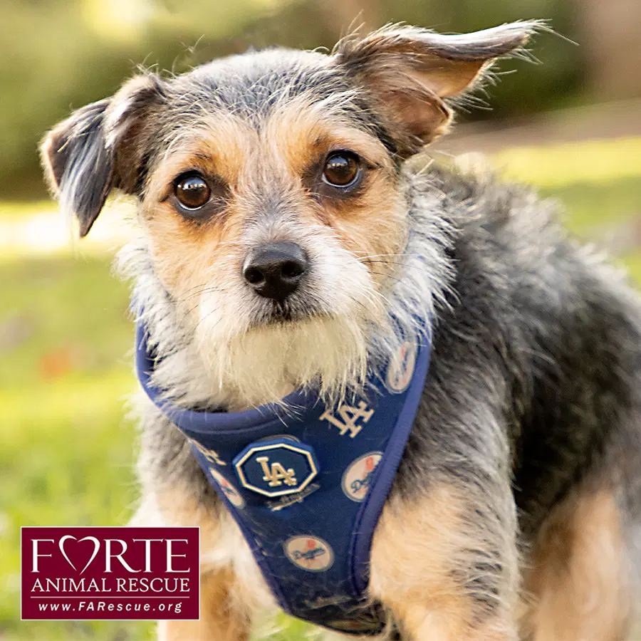 Molly - Terrier
