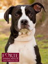 adoptable Dog in Marina Del Rey, CA named Little Boy