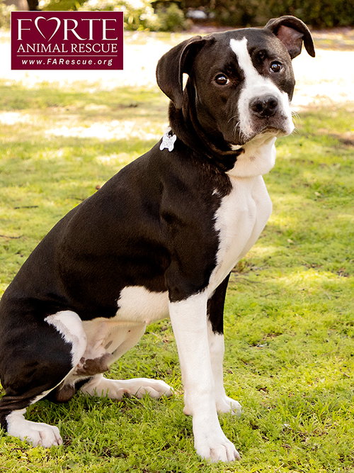 LITTLE BOY - Boston Terrier / American Staffordshire Terrier available for adoption