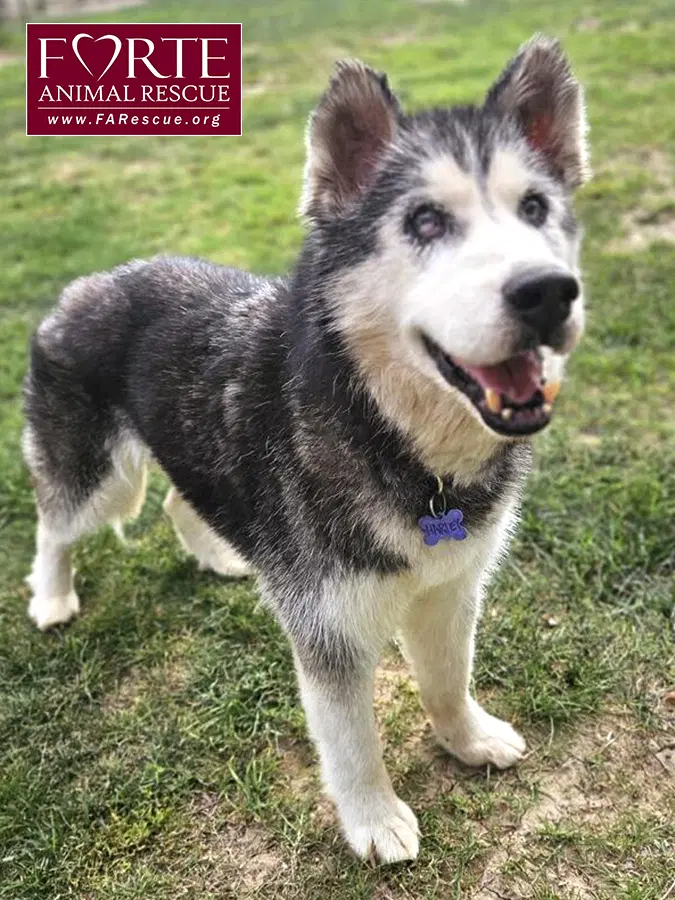 Harley - Husky